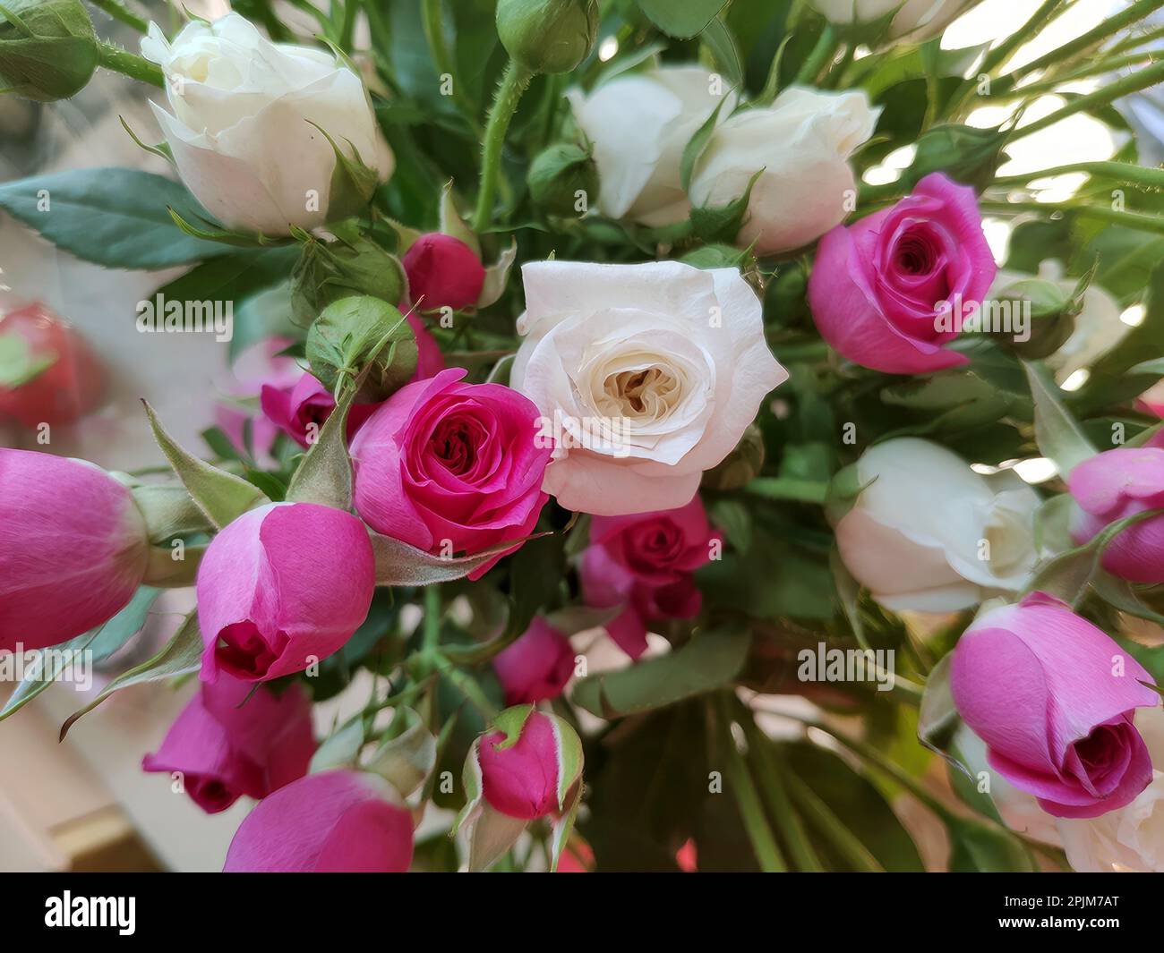 Roses Bush gros plan dans le bouquet de mariage. Mise au point sélective Banque D'Images