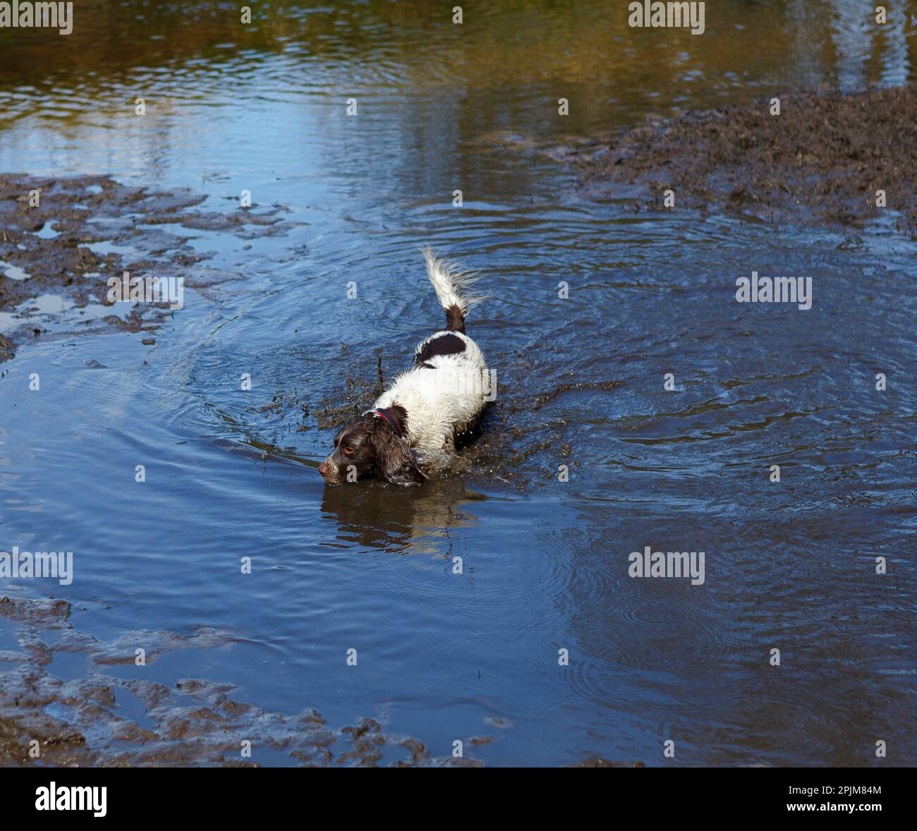 Chien de chasse Anglais Springer Spaniel à la recherche d'eau boueuse pour son jeu Banque D'Images