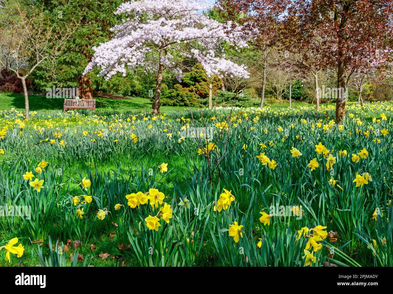 Jonquilles dans un parc public avec des arbres et un banc de parc. Fleurs jaunes et fleurs roses à Kelsey Park, Beckenham, Kent, Royaume-Uni. Belles fleurs de printemps. Banque D'Images