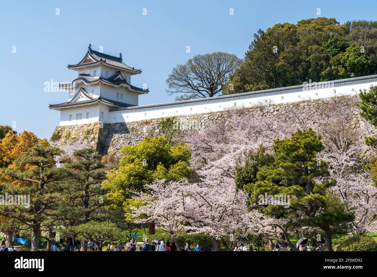 Le Hitsugisaru yagura, tourelle, l'une des deux, au château d'Akashi au Japon au printemps avec des cerisiers en fleurs en pleine floraison. Fond bleu clair du ciel. Banque D'Images