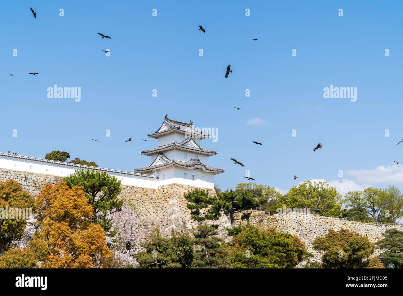 La tourelle Tatsumi yagura et le mur de pierre Ishigaki au château d'Akashi entourés de cerfs-volants noirs, Milvus migrans, qui se rassemblent souvent autour du château au printemps. Ciel bleu clair. Banque D'Images