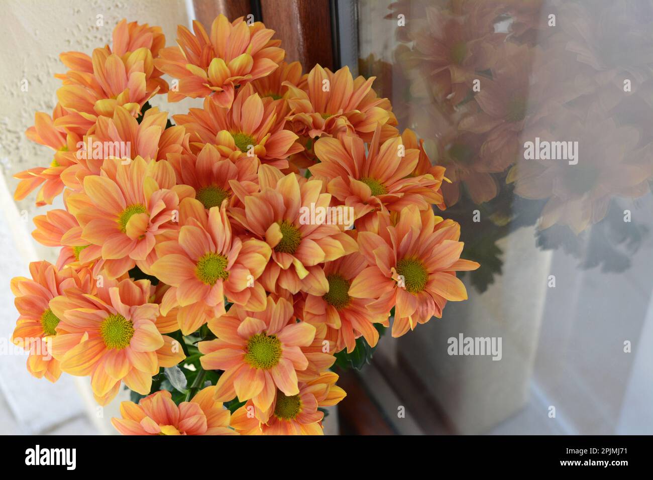 Bouquet de belles fleurs de chrysanthème près de la fenêtre, gros plan  Photo Stock - Alamy