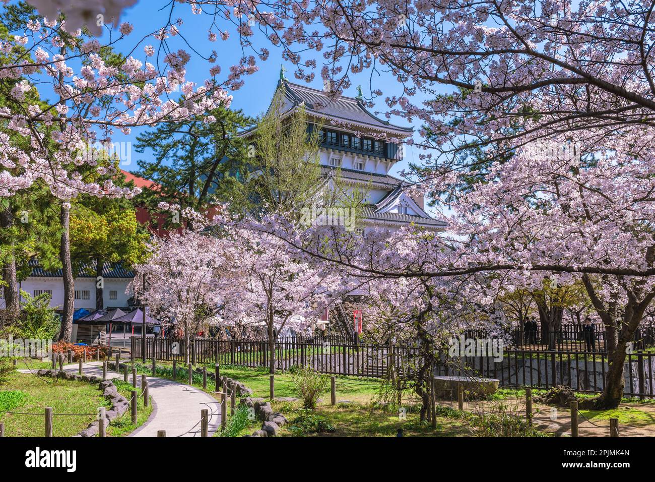 Cerisiers en fleurs au château de Kokura à Kitakyushu, Fukuoka, Japon. Banque D'Images