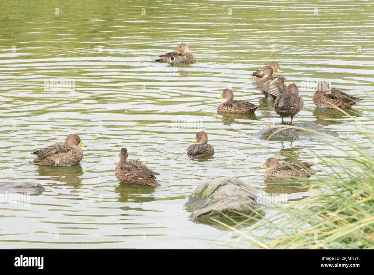 De petits canards marbeux à queue fine (Anas georgica) nagent dans l'eau d'un lac en Géorgie du Sud Banque D'Images