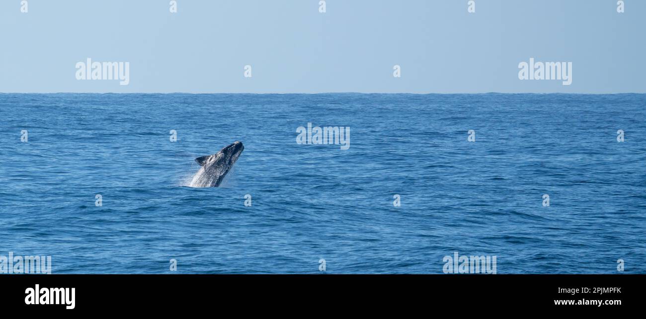 La baleine noire du sud (Eubalaena australis) sort de la mer Banque D'Images