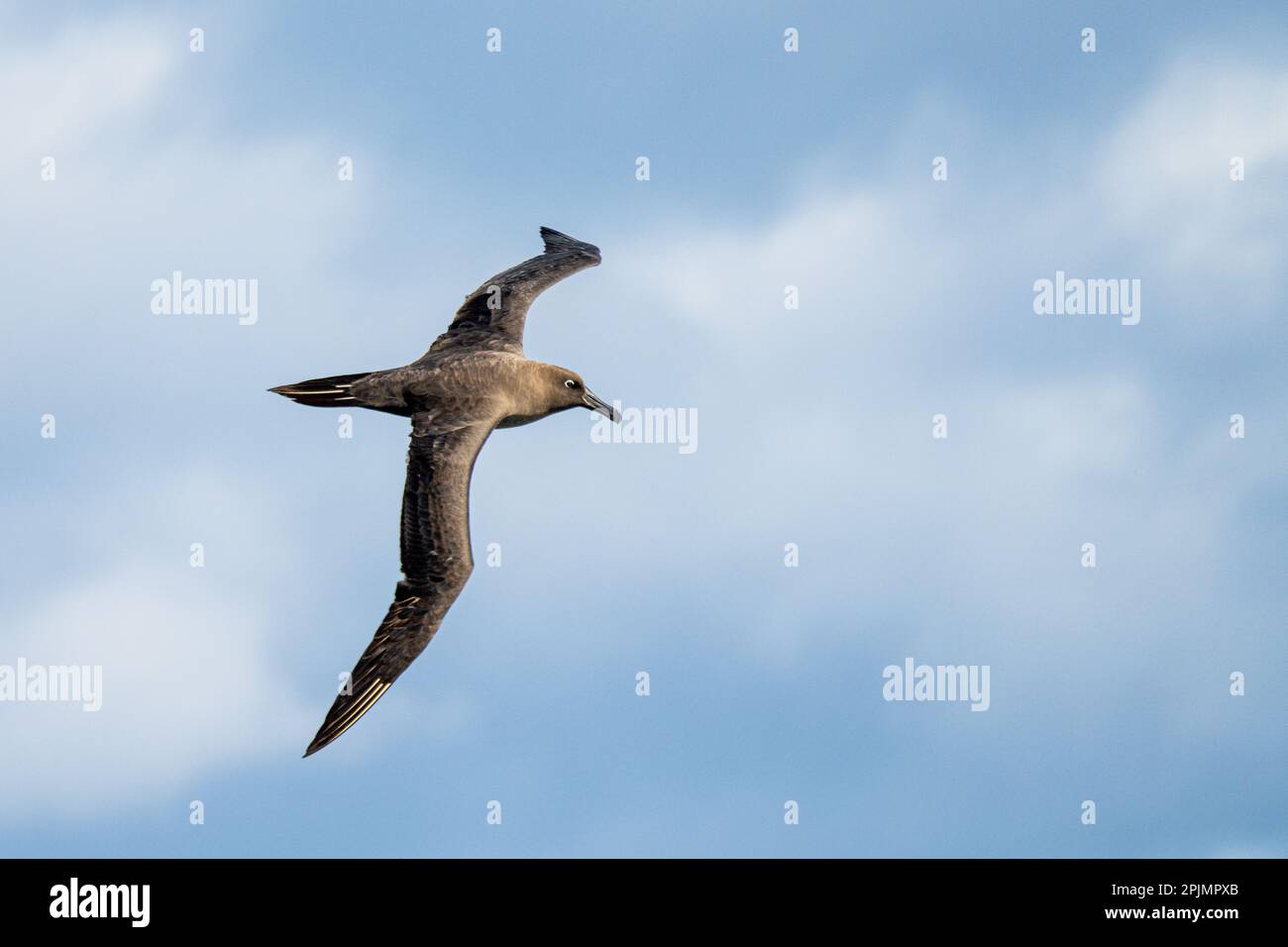 Albatros foncé (Phoebetria fusca) un albatros noir soyeux avec des ailes longues et étroites caractéristiques et une queue étroite glisse élégamment thr Banque D'Images