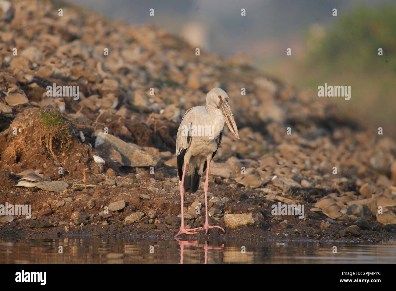 Cigogne asiatique à bec ouvert (Anastomus oscitans) , satara maharashtra inde Banque D'Images
