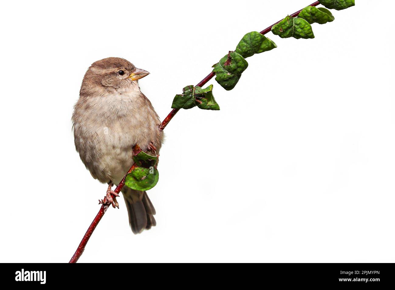 Oiseau perchée sur une branche d'arbre. Sparrow songbird (Passeridae) assis et chantant sur la branche d'arbre au milieu des feuilles vertes photo en gros plan blanc Banque D'Images