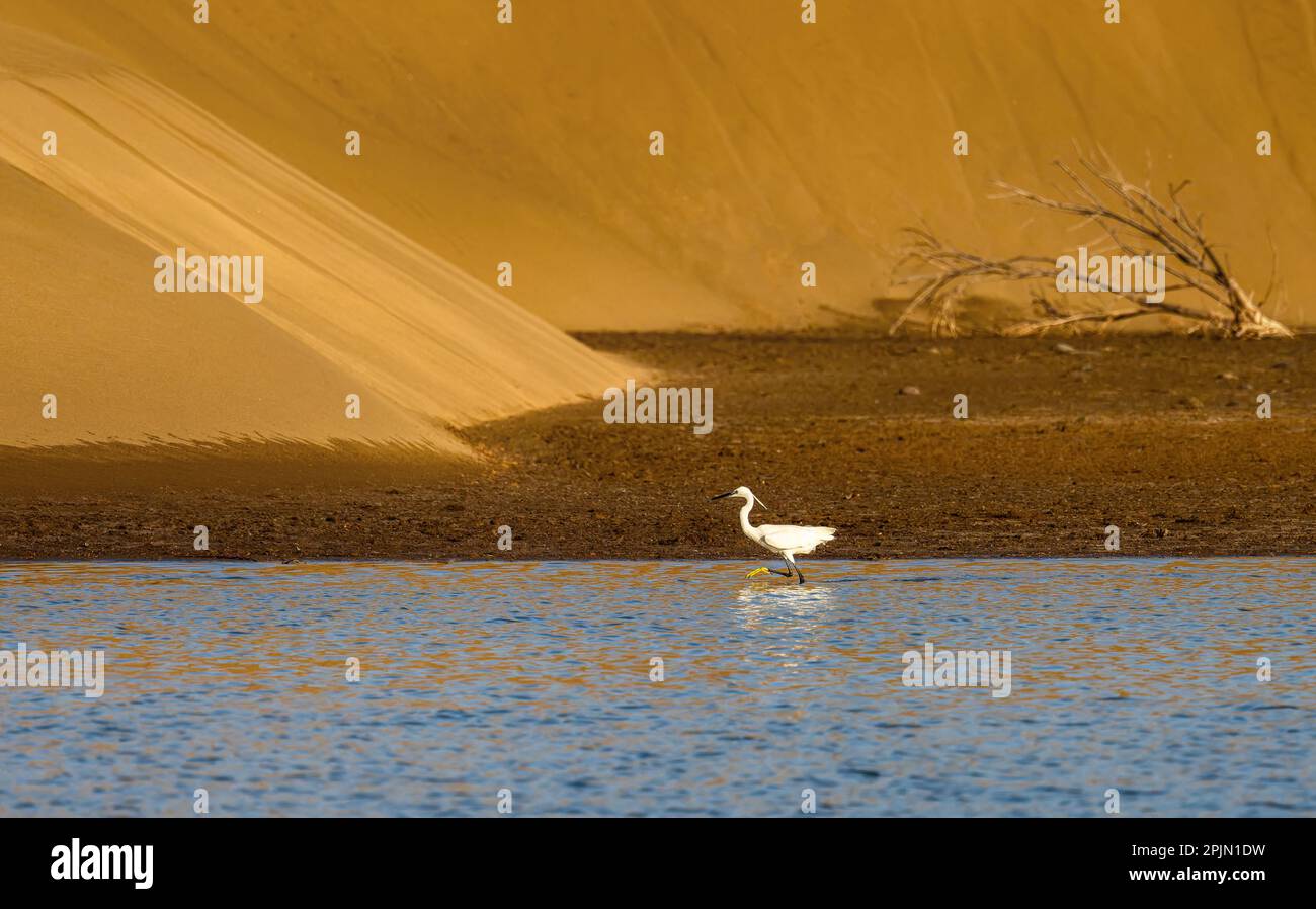 Petit aigrette, Egretta garzetta, promenade dans l'eau de la lagune de Charca, en face des dunes de sable de Maspalomas, Gran Canaria, Espagne. Banque D'Images