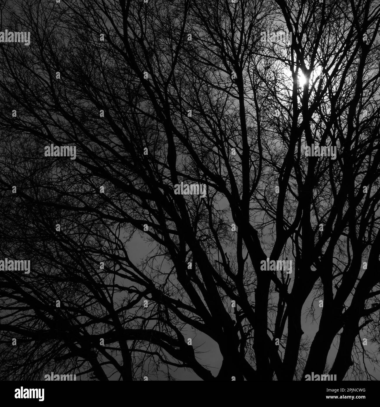 Image en noir et blanc de la lumière du soleil à travers les branches des arbres de printemps. Banque D'Images