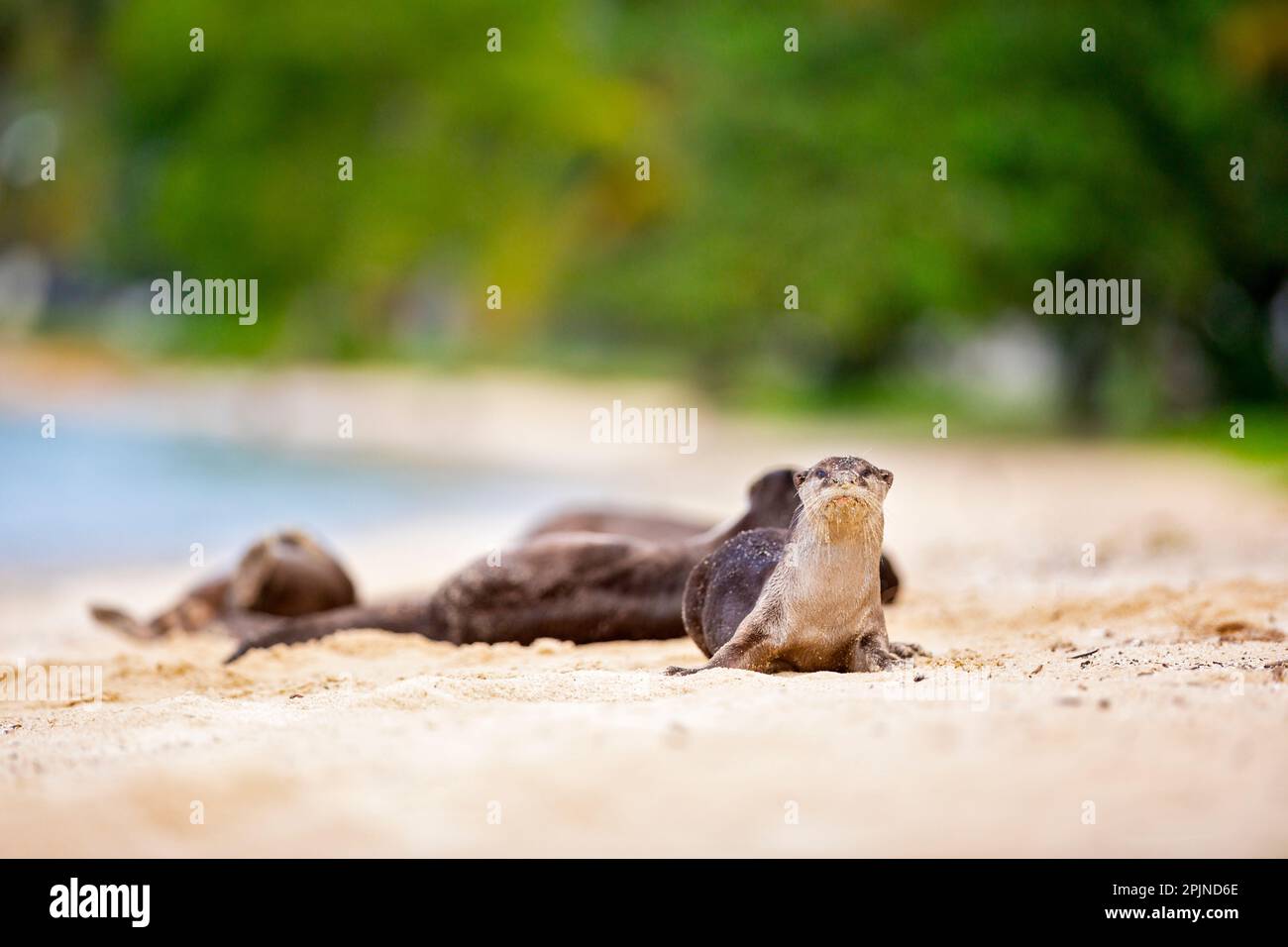 Une famille de loutres enrobés de douceur se repose sur la plage après avoir chassé du poisson dans la mer et voyagé le long de la côte à Singapour Banque D'Images