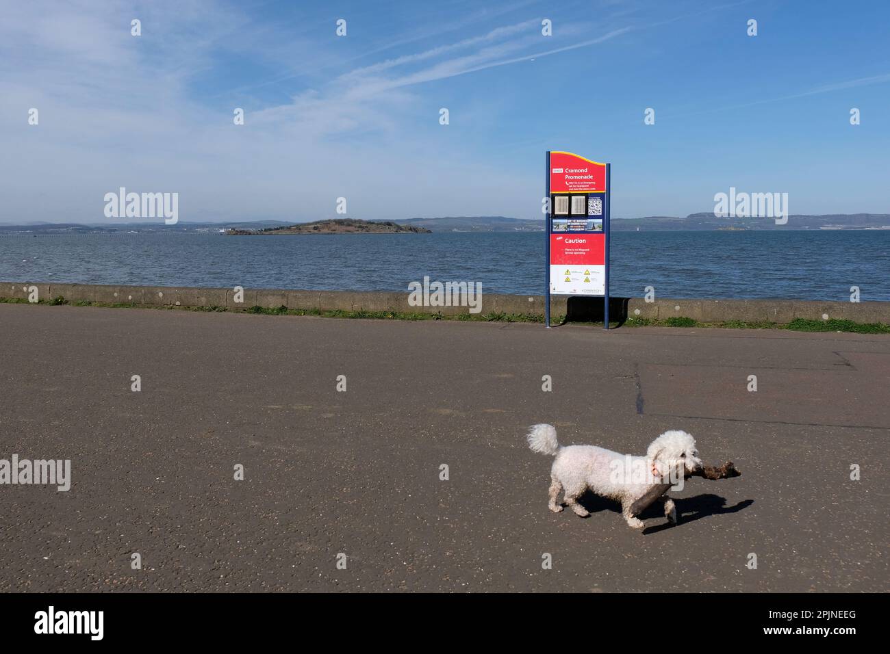 Édimbourg, Écosse, Royaume-Uni. 3rd avril 2023. Le soleil de printemps attire les visiteurs à Cramond Foreshore, en profitant du soleil et en s'engageant dans des activités de plein air. Vue vers Cramond Island, avec un petit chien portant un gros bâton. Crédit : Craig Brown/Alay Live News Banque D'Images