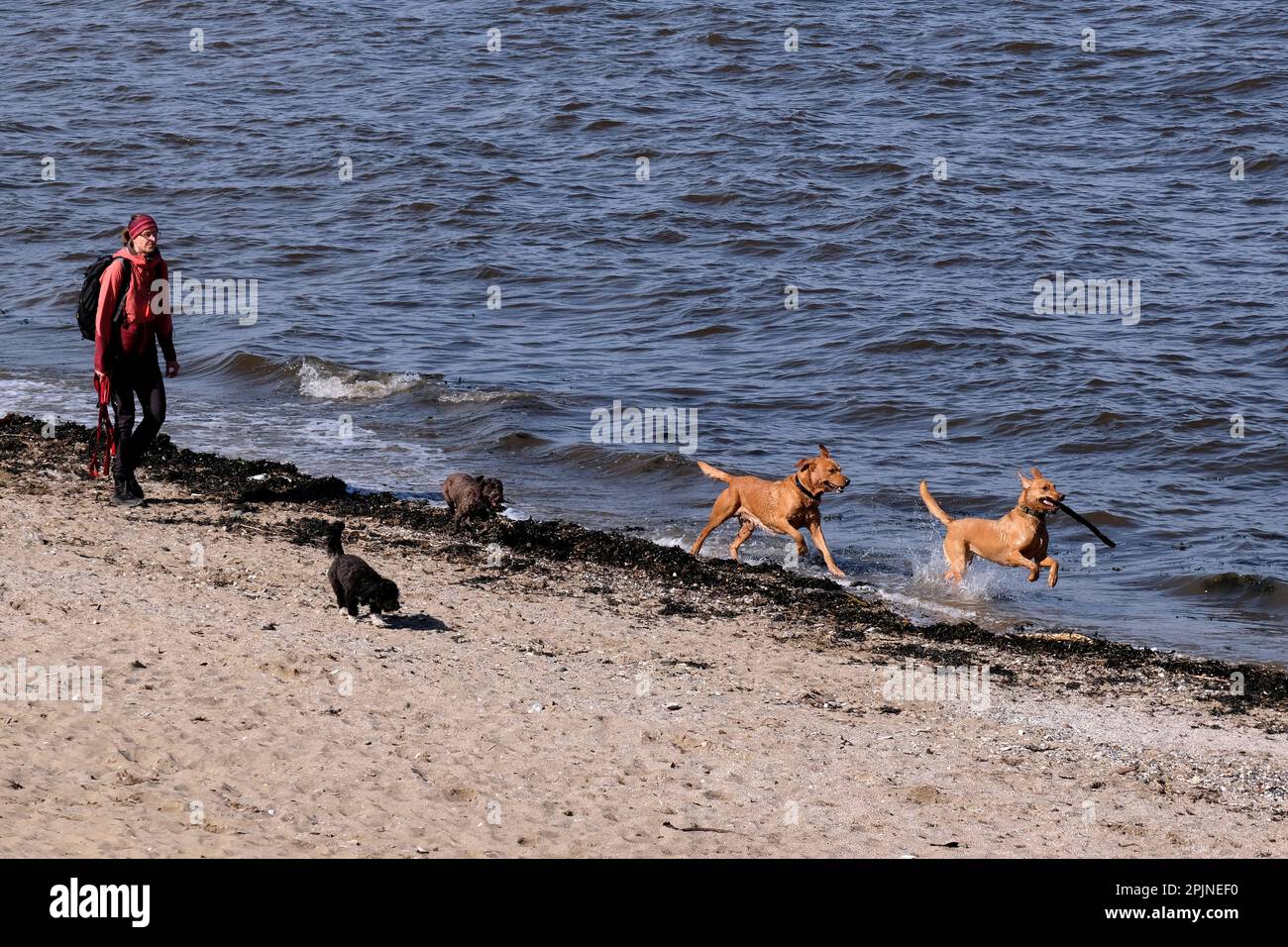 Édimbourg, Écosse, Royaume-Uni. 3rd avril 2023. Le soleil de printemps attire les visiteurs à Cramond Foreshore, en profitant du soleil et en s'engageant dans des activités de plein air. Les chiens s'amusent à s'éclabousser dans l'eau. Crédit : Craig Brown/Alay Live News Banque D'Images