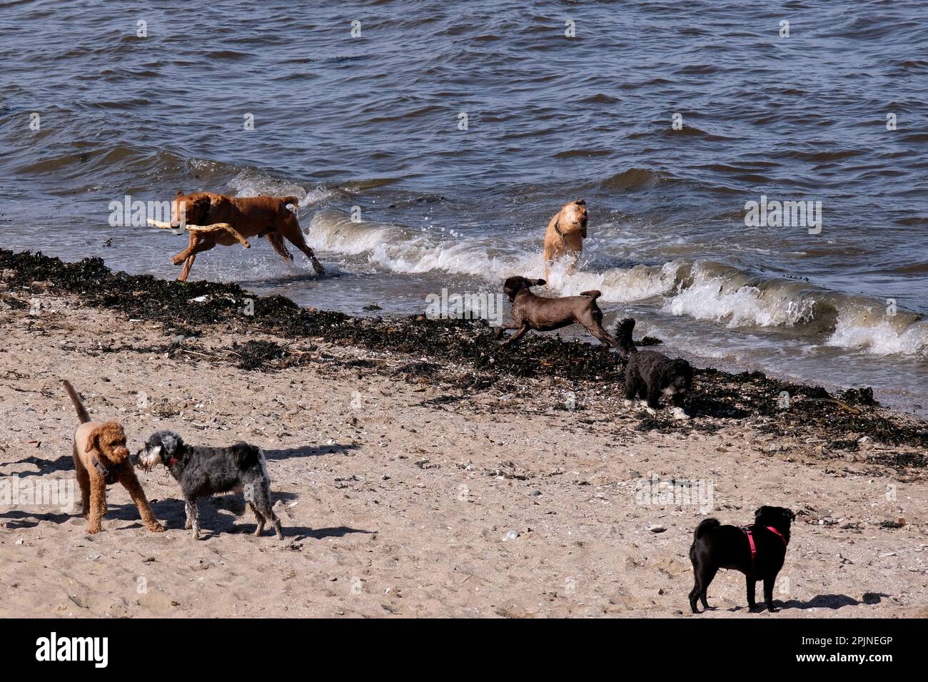 Édimbourg, Écosse, Royaume-Uni. 3rd avril 2023. Le soleil de printemps attire les visiteurs à Cramond Foreshore, en profitant du soleil et en s'engageant dans des activités de plein air. Les chiens s'amusent à s'éclabousser dans l'eau. Crédit : Craig Brown/Alay Live News Banque D'Images