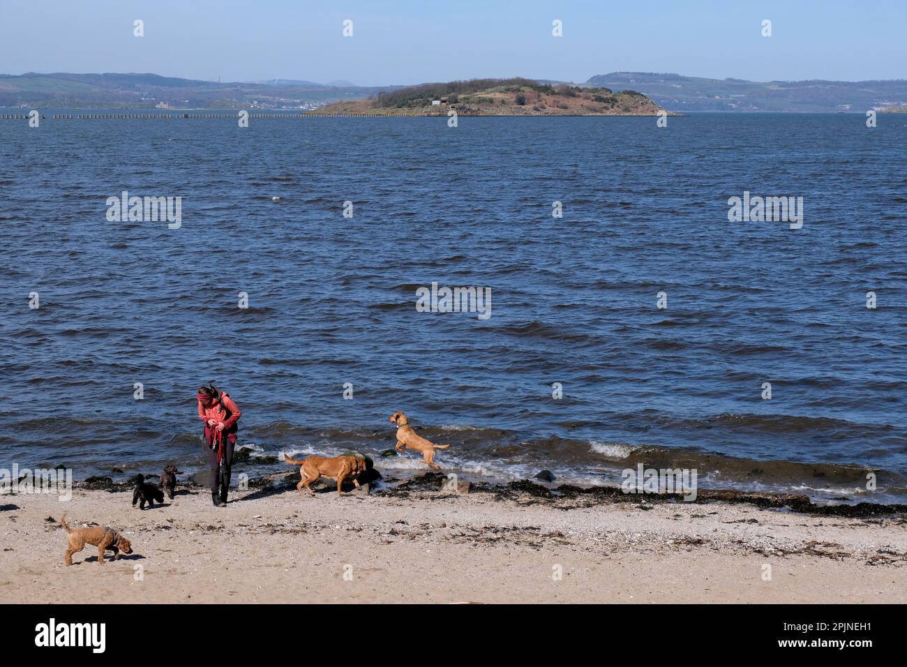 Édimbourg, Écosse, Royaume-Uni. 3rd avril 2023. Le soleil de printemps attire les visiteurs à Cramond Foreshore, en profitant du soleil et en s'engageant dans des activités de plein air. Vue vers Cramond Island coupé à marée haute. Les chiens s'amusent à s'éclabousser dans l'eau. Crédit : Craig Brown/Alay Live News Banque D'Images