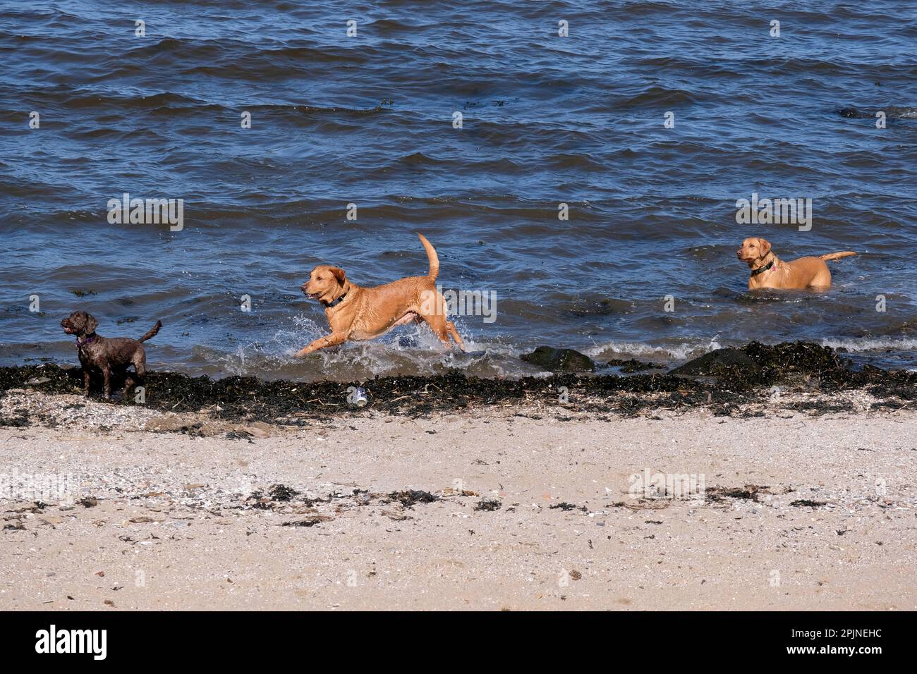 Édimbourg, Écosse, Royaume-Uni. 3rd avril 2023. Le soleil de printemps attire les visiteurs à Cramond Foreshore, en profitant du soleil et en s'engageant dans des activités de plein air. Les chiens s'amusent à s'éclabousser dans l'eau. Crédit : Craig Brown/Alay Live News Banque D'Images