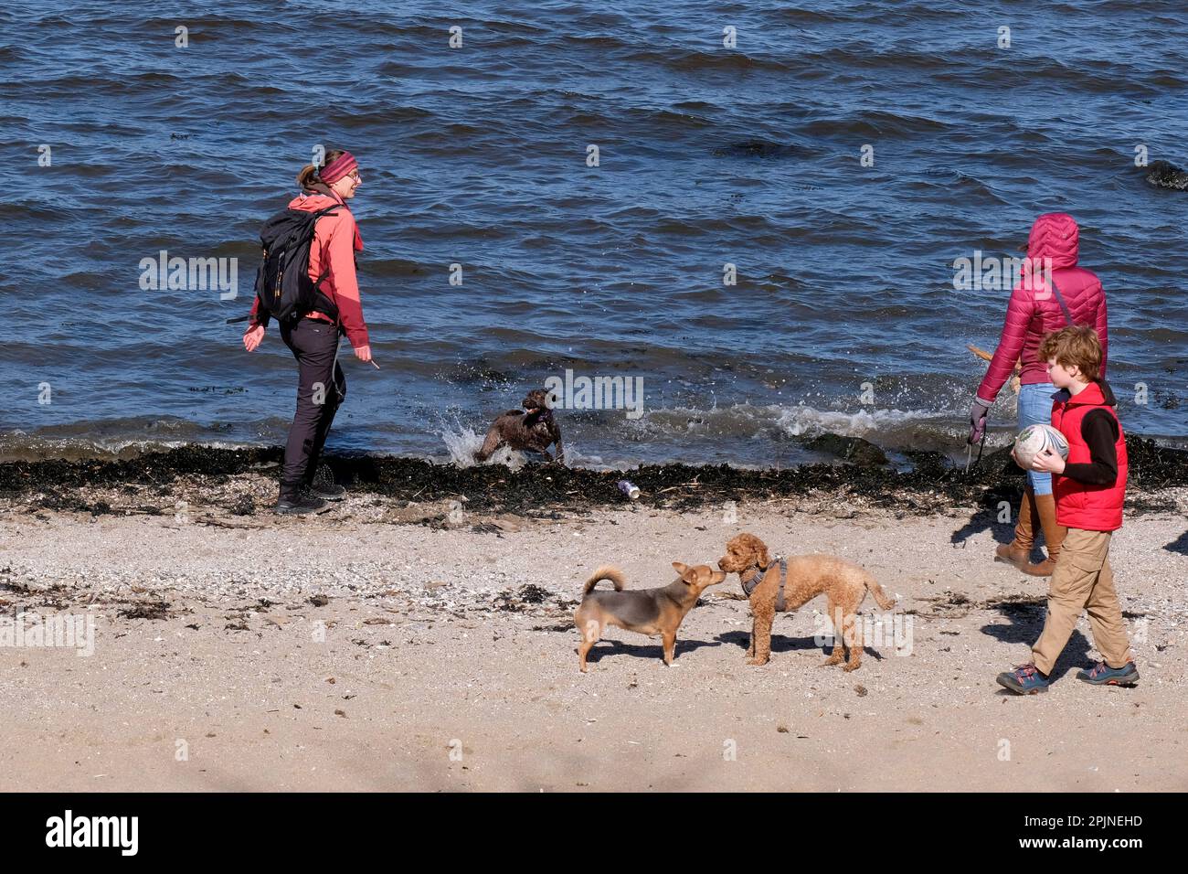 Édimbourg, Écosse, Royaume-Uni. 3rd avril 2023. Le soleil de printemps attire les visiteurs à Cramond Foreshore, en profitant du soleil et en s'engageant dans des activités de plein air. Les chiens s'amusent à s'éclabousser dans l'eau. Crédit : Craig Brown/Alay Live News Banque D'Images
