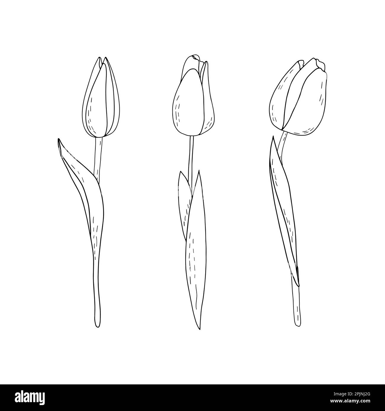 Ensemble vectoriel de tulipes de contour dessinées à la main avec ombrage Illustration de Vecteur