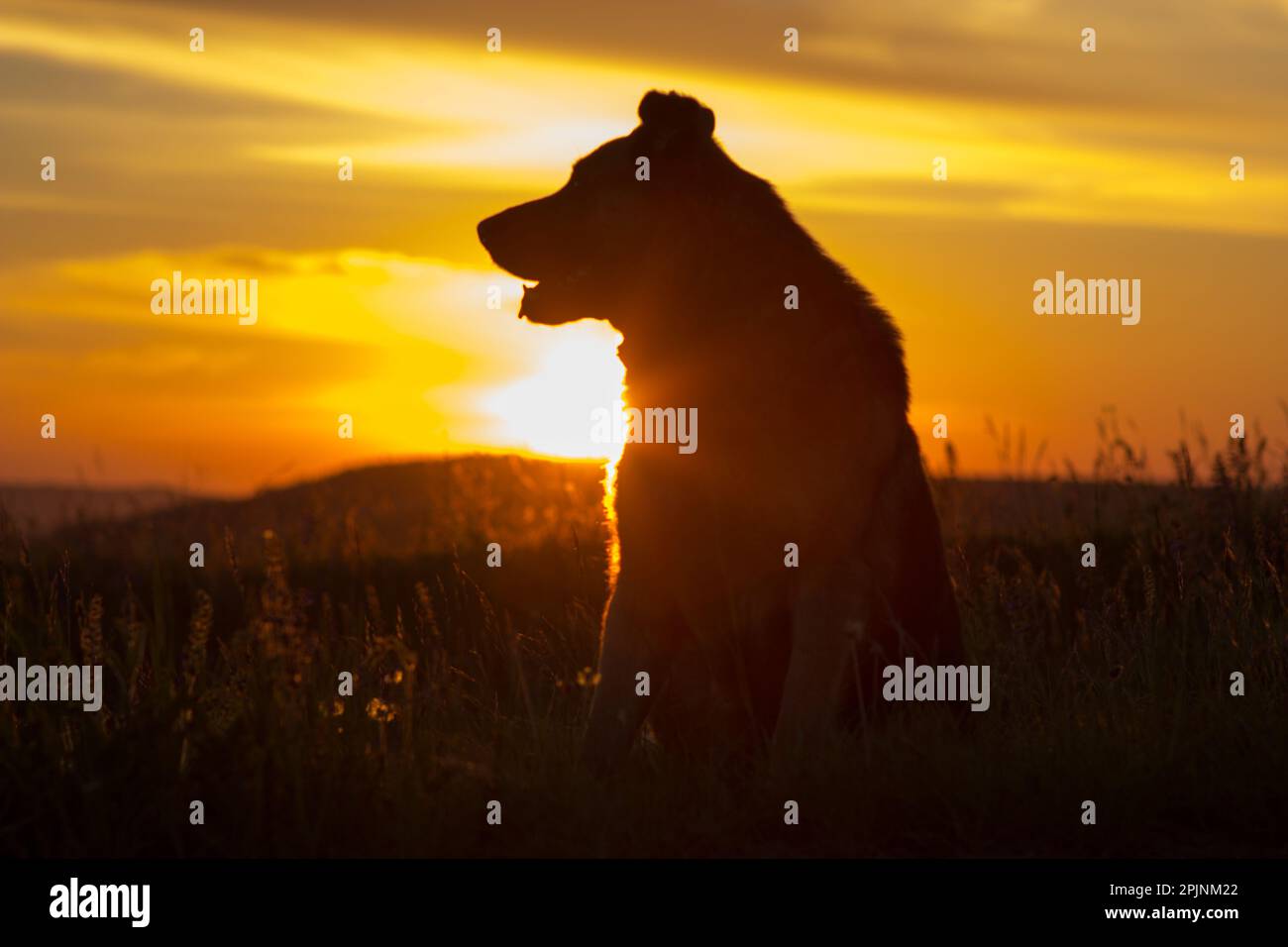 Un berger allemand regarde le coucher du soleil Banque D'Images