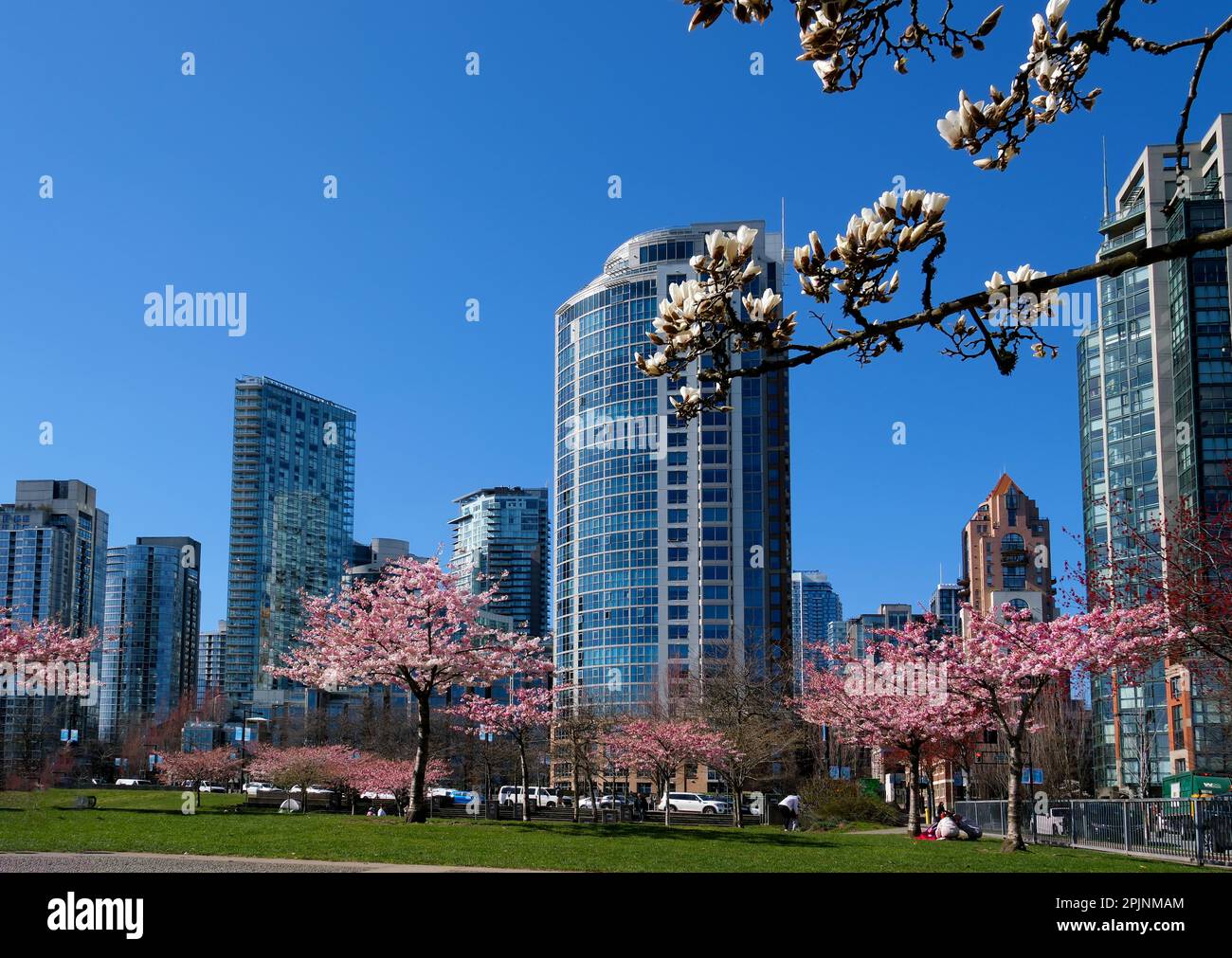 Fleurs de cerisier en pleine floraison dans la ville branche de fleurs de cerisier Blooming sakura avec gratte-ciel en arrière-plan au printemps, Vancouver, C.-B., Canada. Parc David Lam Banque D'Images