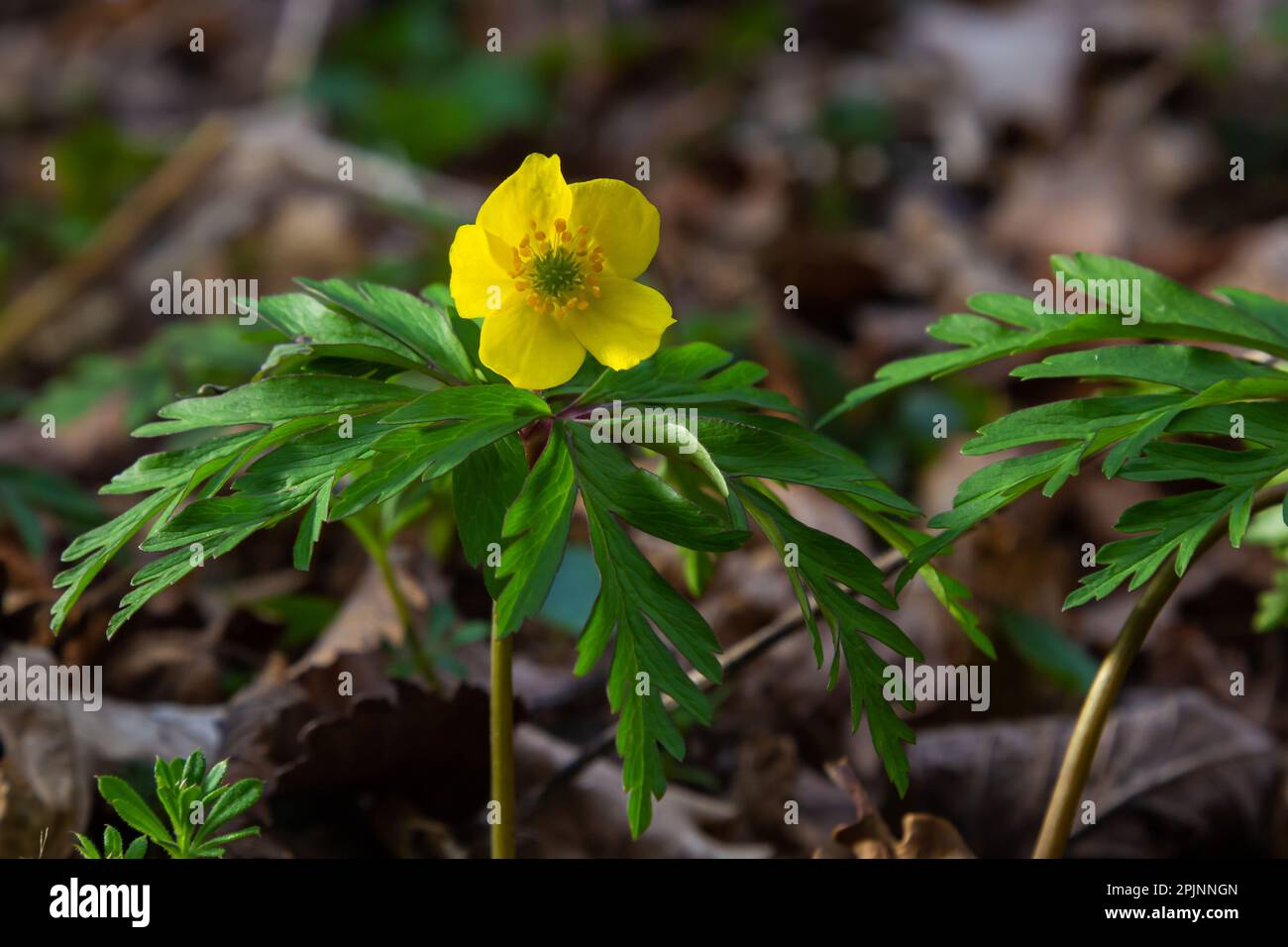 Au printemps dans la forêt sauvage fleurit l'anémone jaune Anemone ranunculides. Banque D'Images