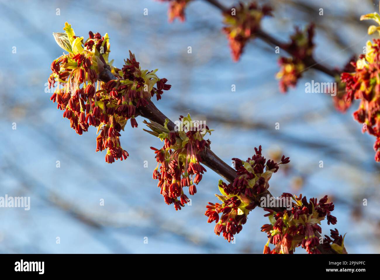 Acer negundo, Eder Box, boxelder, frêne et frêne d'érable, Manitoba, elf, inflorescences mâles d'érable à feuilles cendrées et fleurs sur la branche extérieure. Ressort da Banque D'Images