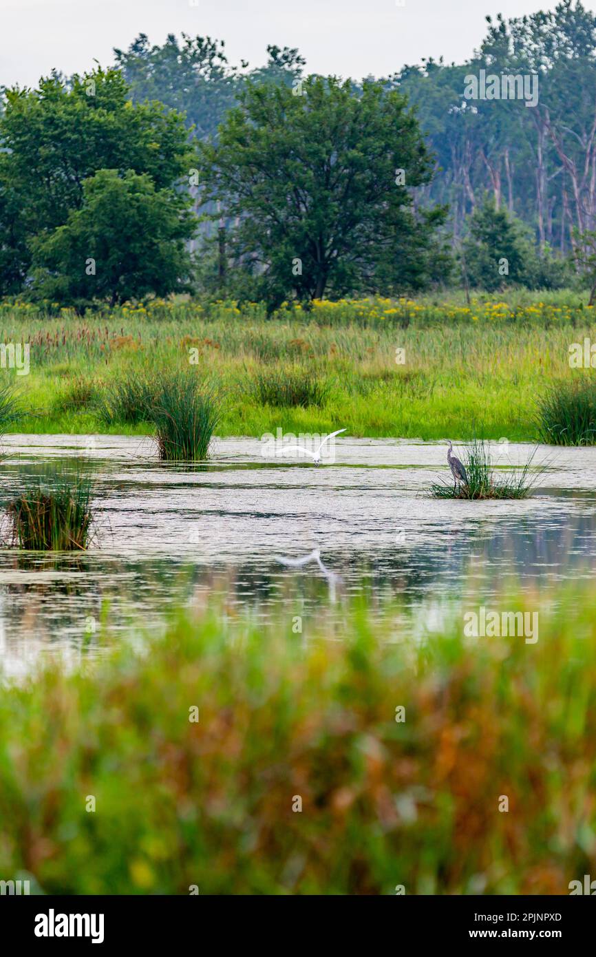 Un étang dans Eagle Marsh près de fort Wayne, Indiana, États-Unis. Banque D'Images