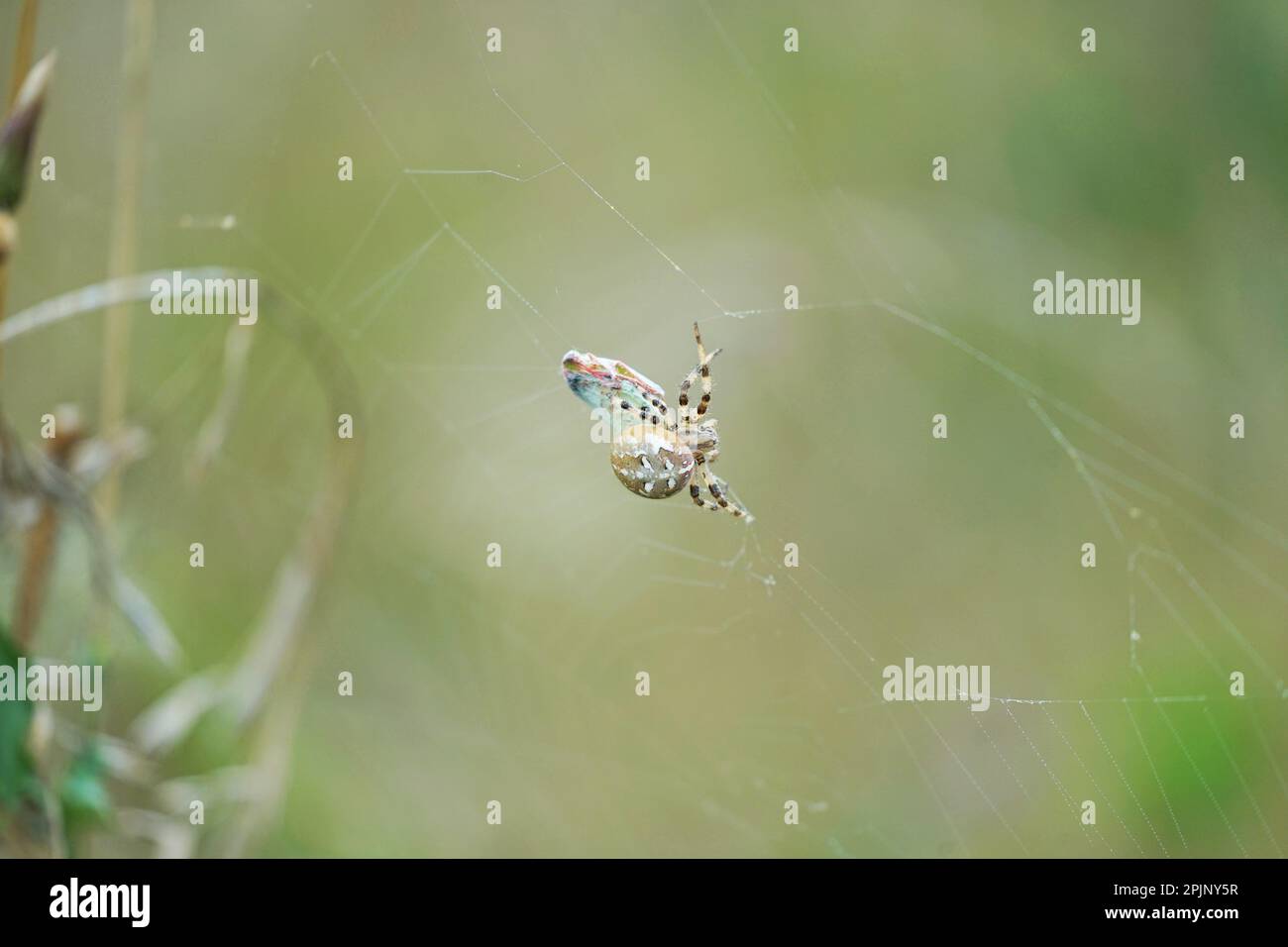 L'araignée attrape et enveloppe la trémie d'herbe dans la toile, saut en sautant Spinne fängt Grashüpfer im Netz und wickelt ihe ein. Banque D'Images