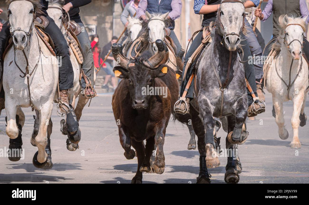 Bandido et abrivado dans une rue de village dans le sud de la France. Camargue taureau courant libre dans une rue. Tradition de corrida. Banque D'Images