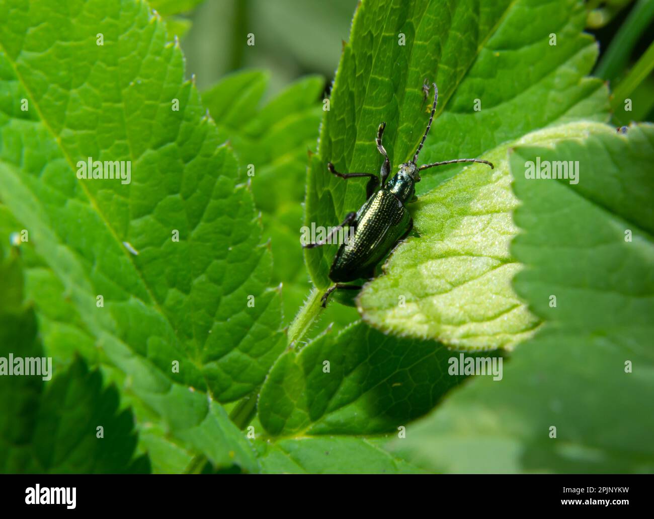 Grand coléoptère vert doré Espagnol Fly, cantharis lytta vesicatoria. La source de la cantharidine terpénoïde, un agent clocharant toxique autrefois utilisé comme ap Banque D'Images