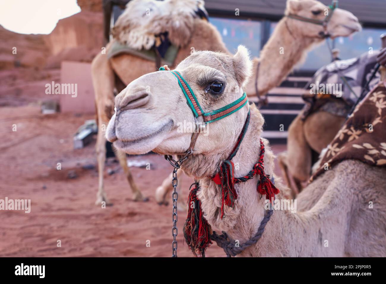 Chameau prêt pour les promenades touristiques dans le désert de Wadi Rum, gros plan à la tête Banque D'Images