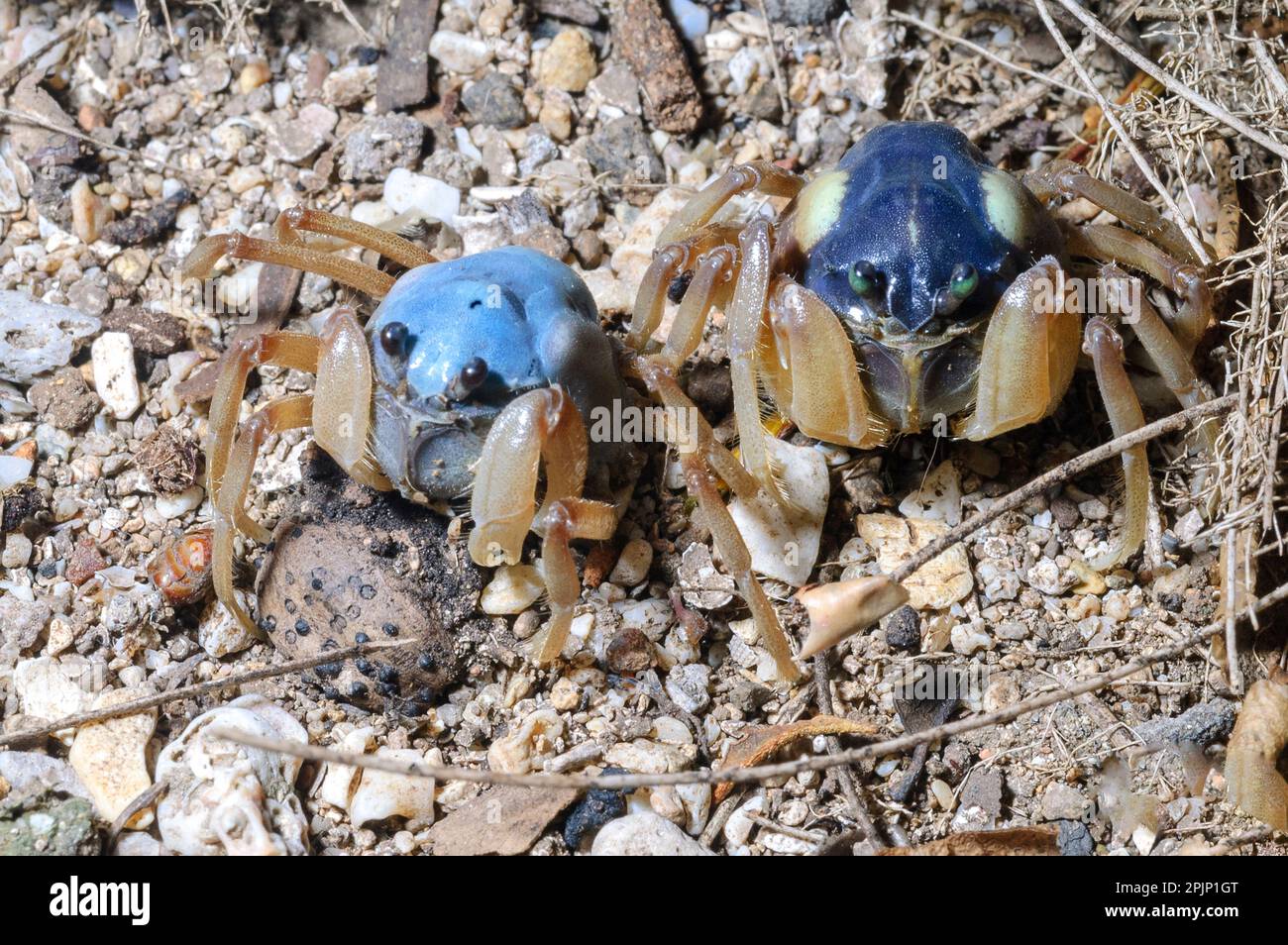 Crabes de soldat bleu clair (Mictyris longicarpus) de Hook Island, Queensland, Australie. Banque D'Images