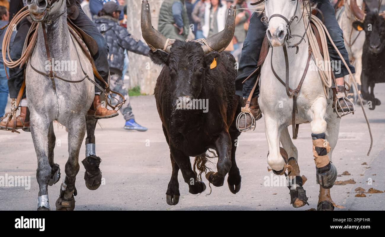 Bandido et abrivado dans une rue de village dans le sud de la France. Camargue taureau courant libre dans une rue. Tradition de corrida. Banque D'Images