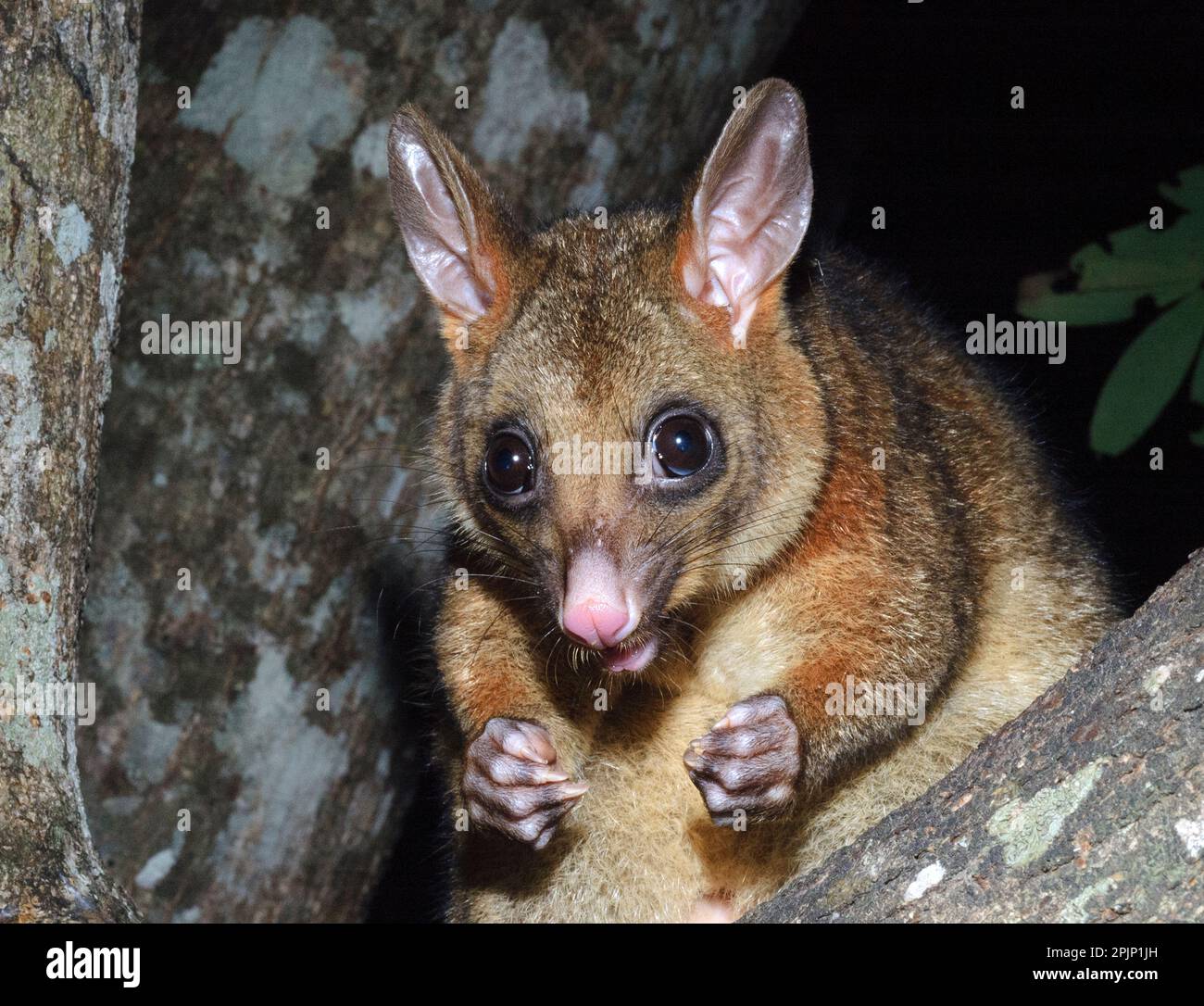 Queue de pinceau commune possum (Trichosurus vulpecula) du Queensland, en Australie. Banque D'Images