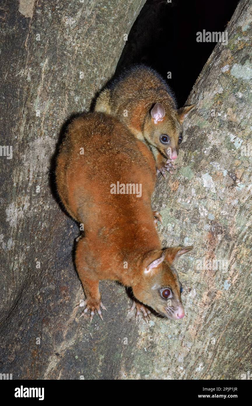 Possum de queue de pinceau commune (Trichosurus vulpecula, mère et progéniture) du Queensland, en Australie. Banque D'Images