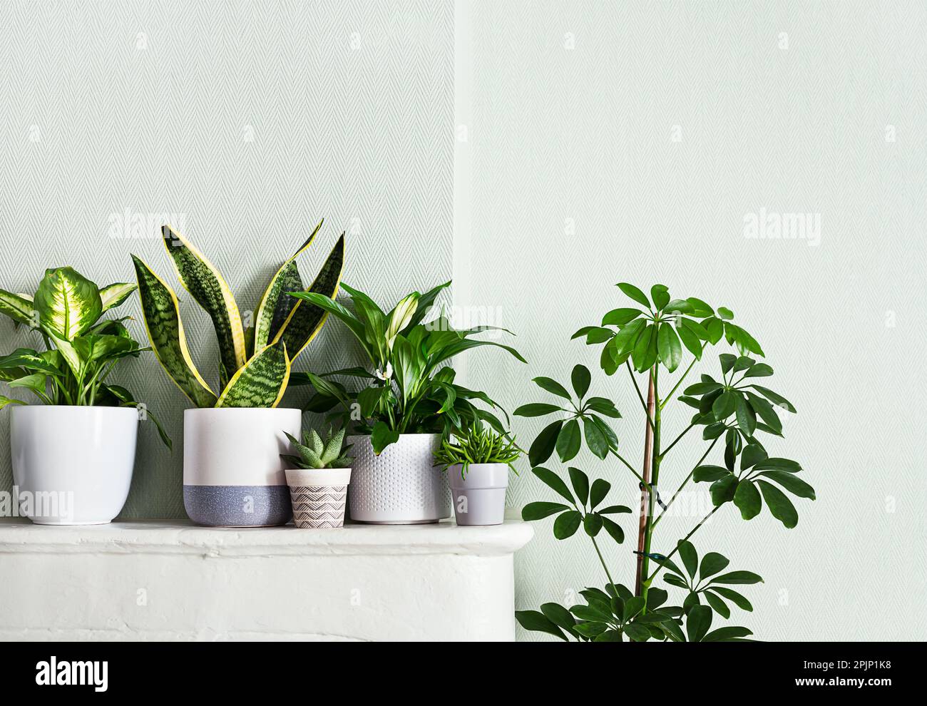 Plantes d'intérieur variete dans la salle avec des murs vert clair, concept de jardin d'intérieur Banque D'Images