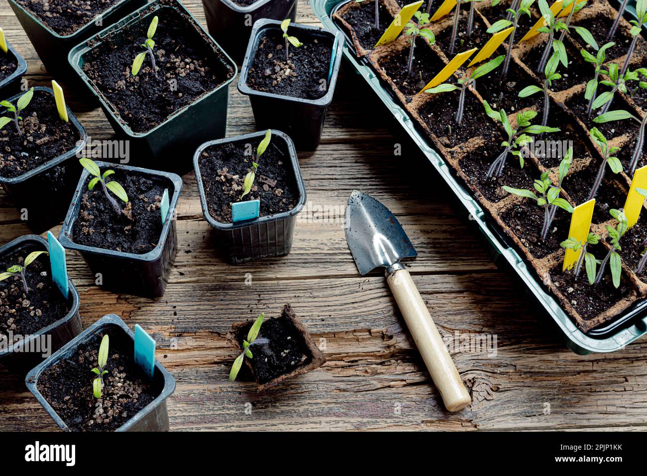 Transplantation, plongée des pousses de tomate dans des pots de tourbe biodégradables en pots réutilisables et des outils de jardinage sur la surface en bois, le jardinage à la maison et le conne Banque D'Images