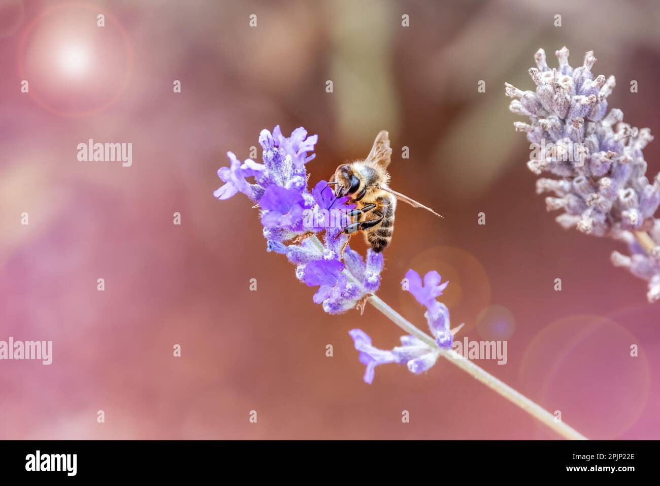 Une abeille, api mellifera, recueille le pollen et le nectar d'une fleur de lavande. Arrière-plan doux avec lumière du soleil et espace pour le texte. Banque D'Images