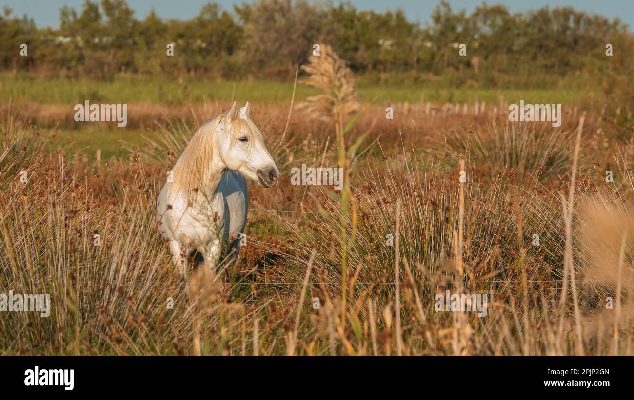 Cheval blanc de Camargue dans le sud de la France. Les chevaux élevés en liberté au milieu des taureaux de Camargue dans les étangs de Camargue. Banque D'Images