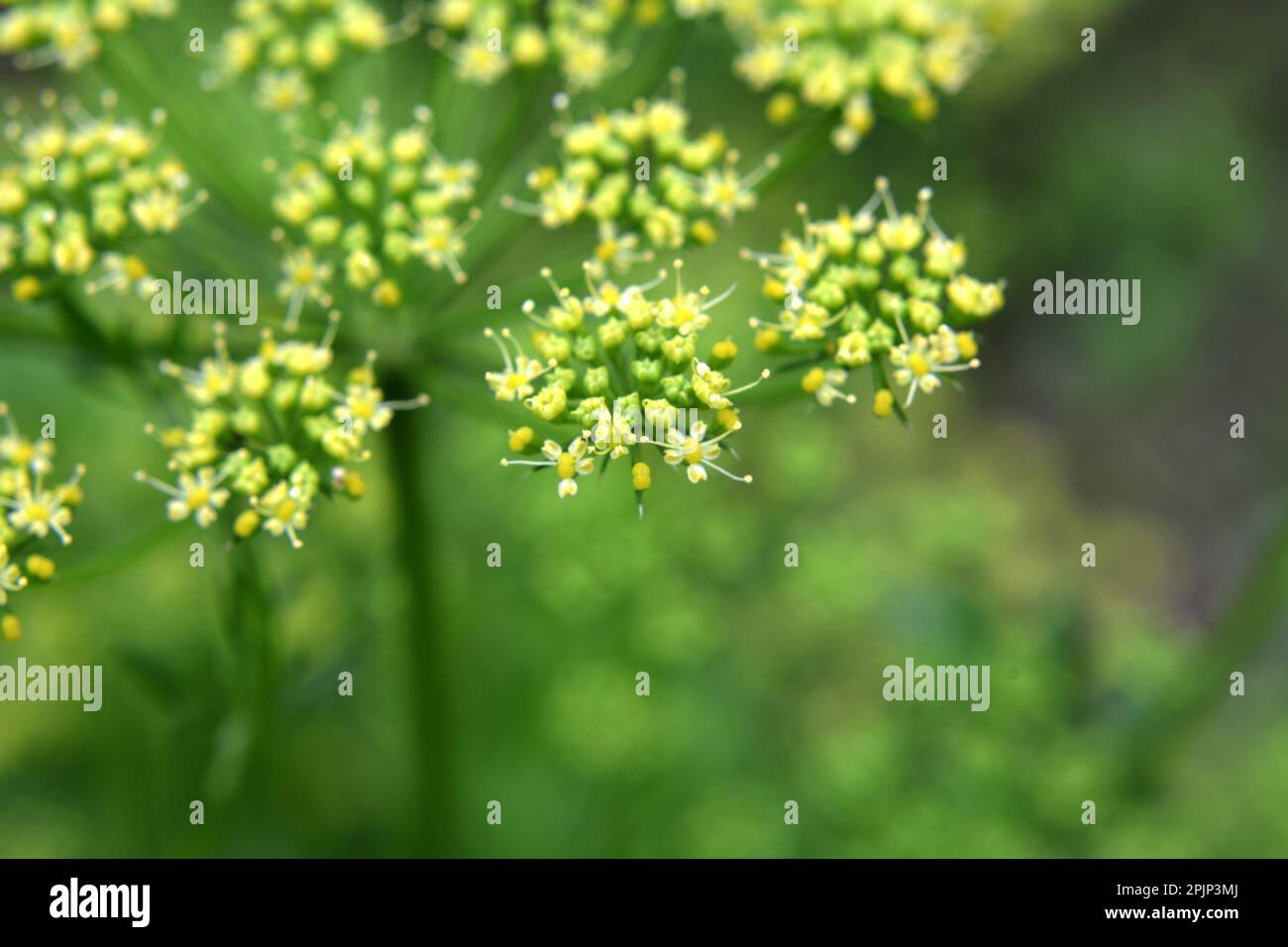 Dans le jardin fleurit le persil, qui est cultivé pour produire des graines Banque D'Images