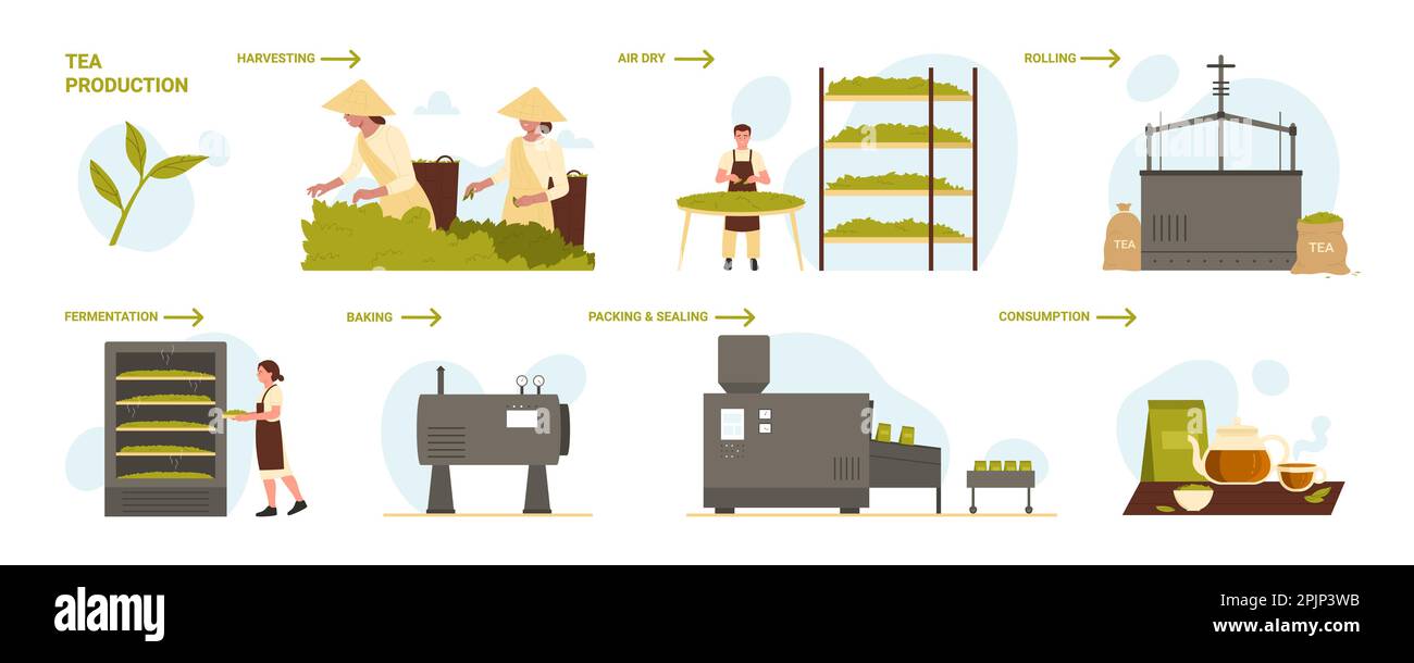 Illustration vectorielle de la série d'infographies de l'étape de production du thé. Processus de production de dessins animés avec récolte sur plantation de thé, séchage à l'air, laminage et fermentation dans l'équipement industriel, la boulangerie et l'emballage Illustration de Vecteur