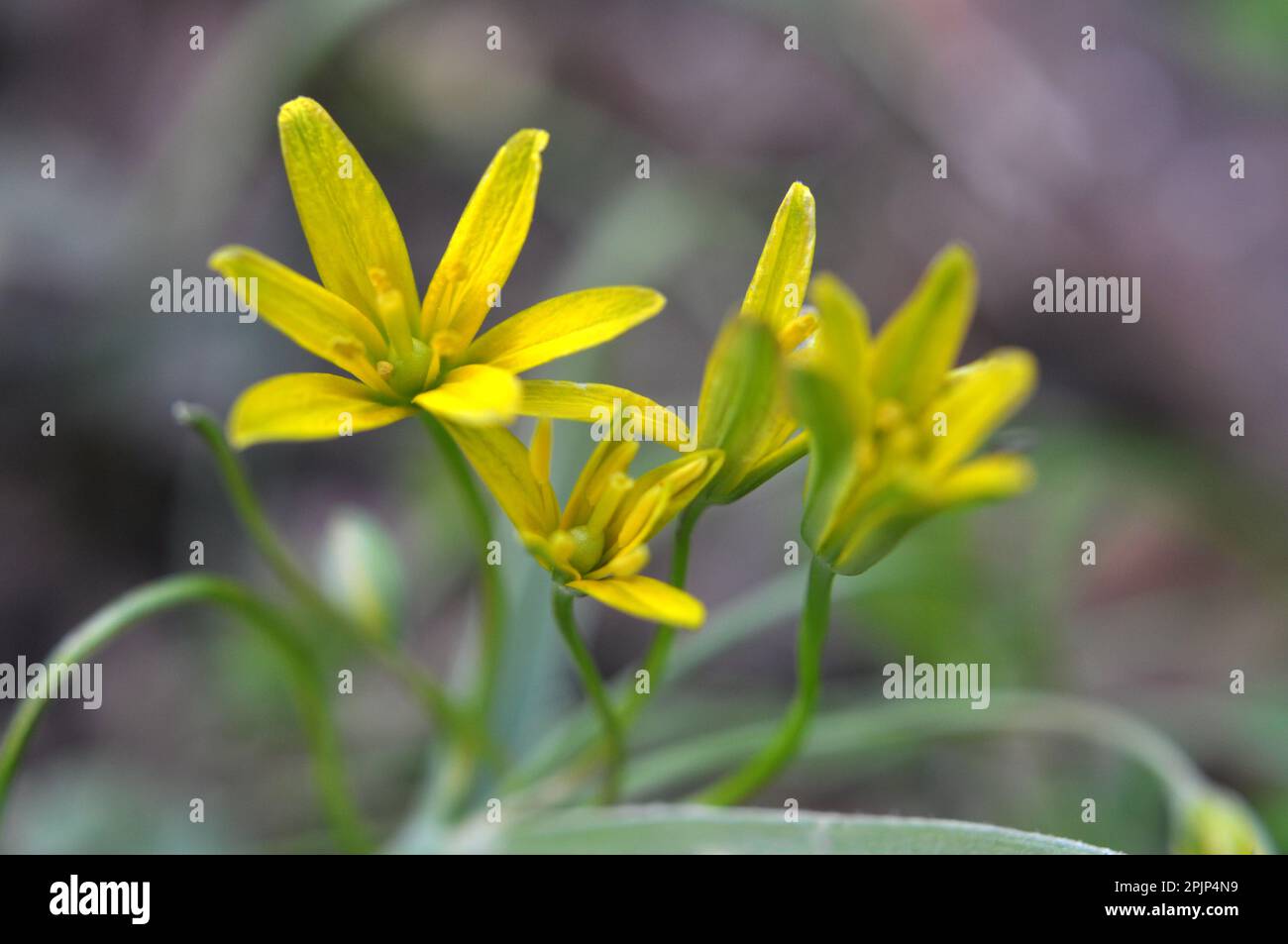 La plante de printemps du début Gagea lutea fleurit dans la nature dans les bois Banque D'Images