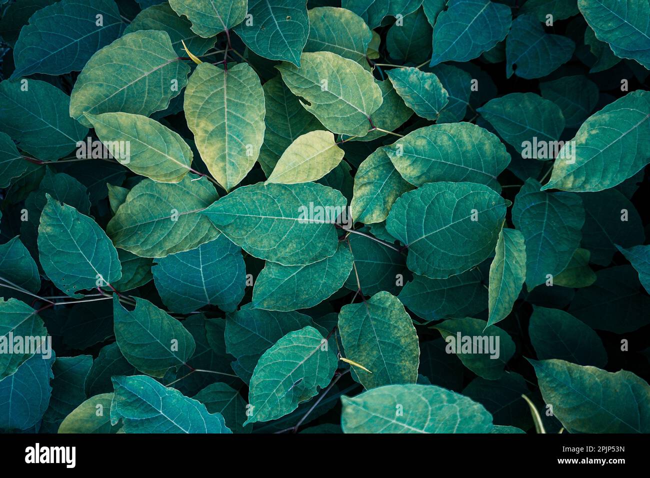 feuilles de la plante japonaise verte de l'herbe nouée au printemps, fond vert Banque D'Images