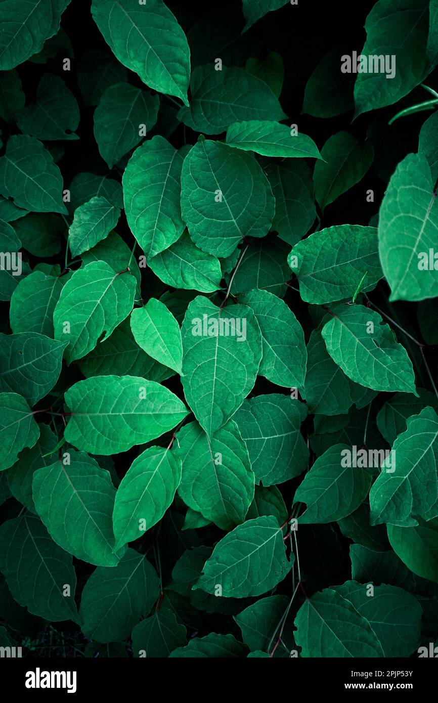 feuilles de la plante japonaise verte de l'herbe nouée au printemps, fond vert Banque D'Images