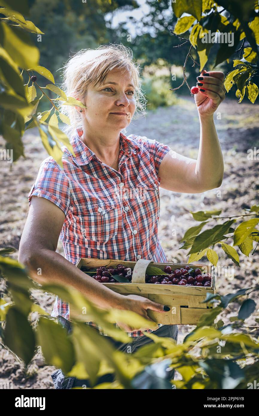 Femme cueillant des cerises dans le verger. Jardinier travaillant dans le jardin. Fermier tenant le panier avec des fruits mûrs Banque D'Images