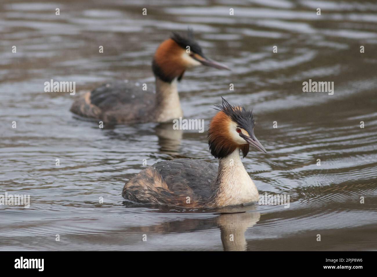 Great Crested Grebes au RSPB Lakenheath fen 5th avril 2023 Banque D'Images