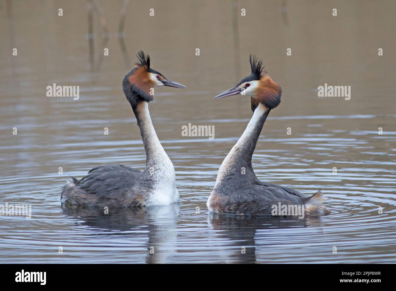 Great Crested Grebes au RSPB Lakenheath fen 5th avril 2023 Banque D'Images