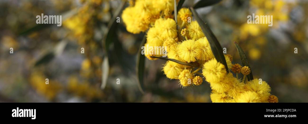 Boule jaune de fleurs mimosa dans le champ Banque D'Images
