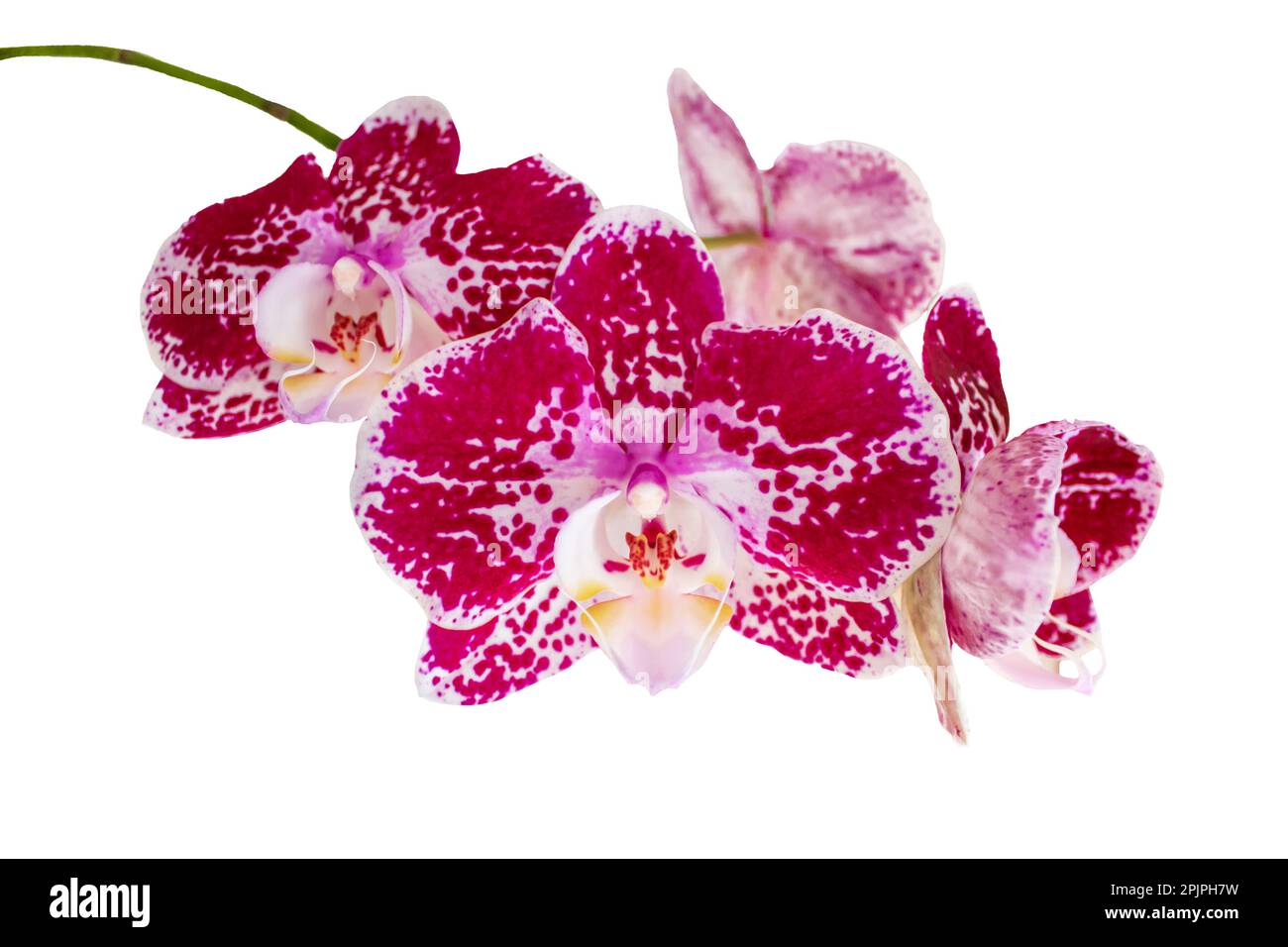 Orchidaceae, orchidées, orchidées, fleurs d'orchidées dans des tons roses et grenat sur fond blanc Banque D'Images