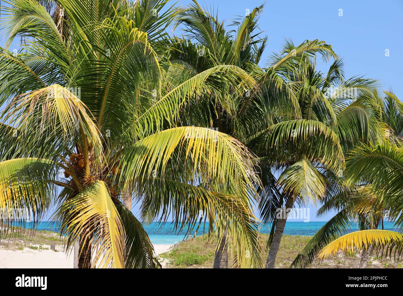 Palmiers à noix de coco sur la plage tropicale avec sable blanc. Côte de la mer des Caraïbes Banque D'Images